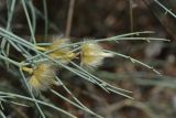 Sisyndite spartea