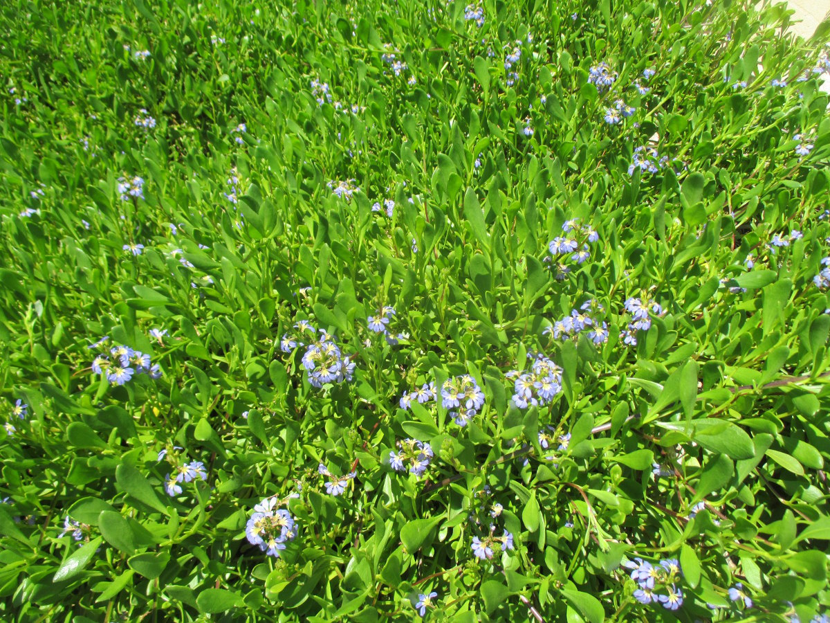 Image of Scaevola calendulacea specimen.