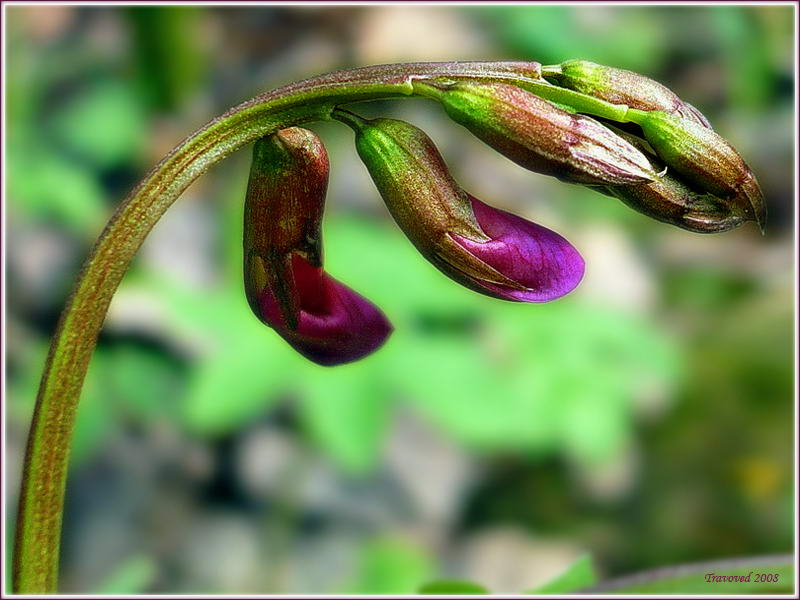 Изображение особи Lathyrus vernus.