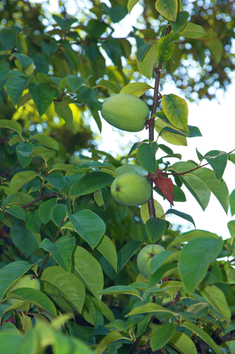 Изображение особи Pseudocydonia sinensis.