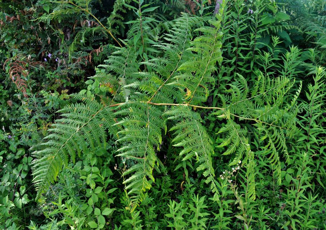 Изображение особи Pteridium tauricum.