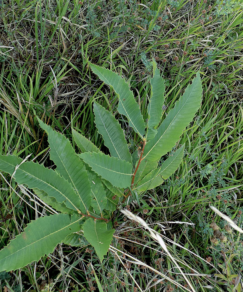 Image of Castanea sativa specimen.