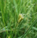 Juncus compressus. Соцветие. Краснодарский край, Кущёвский р-н, станица Шкуринская, сазовая степь. 17.05.2010.