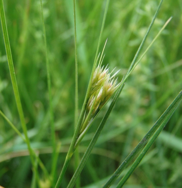 Изображение особи Juncus compressus.