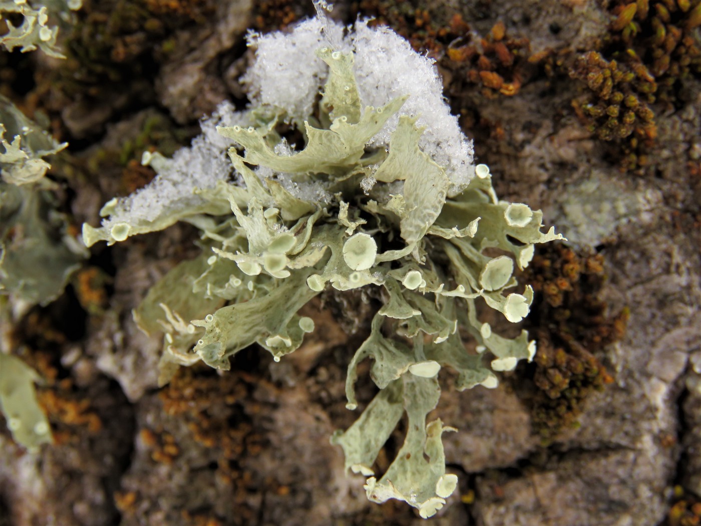 Image of Ramalina sinensis specimen.