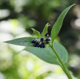 Symphytum asperum. Верхушка побега с развиващимся соцветием. Пермский край, г. Пермь, Свердловский р-н, территория кладбища \"Южное\", тополёвая роща, в культуре. 17.07.2017.