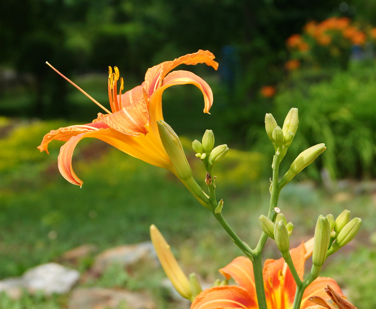 Изображение особи Hemerocallis fulva.