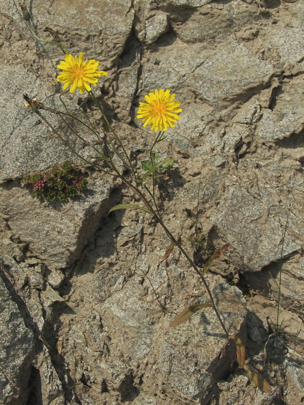 Изображение особи Crepis tectorum.