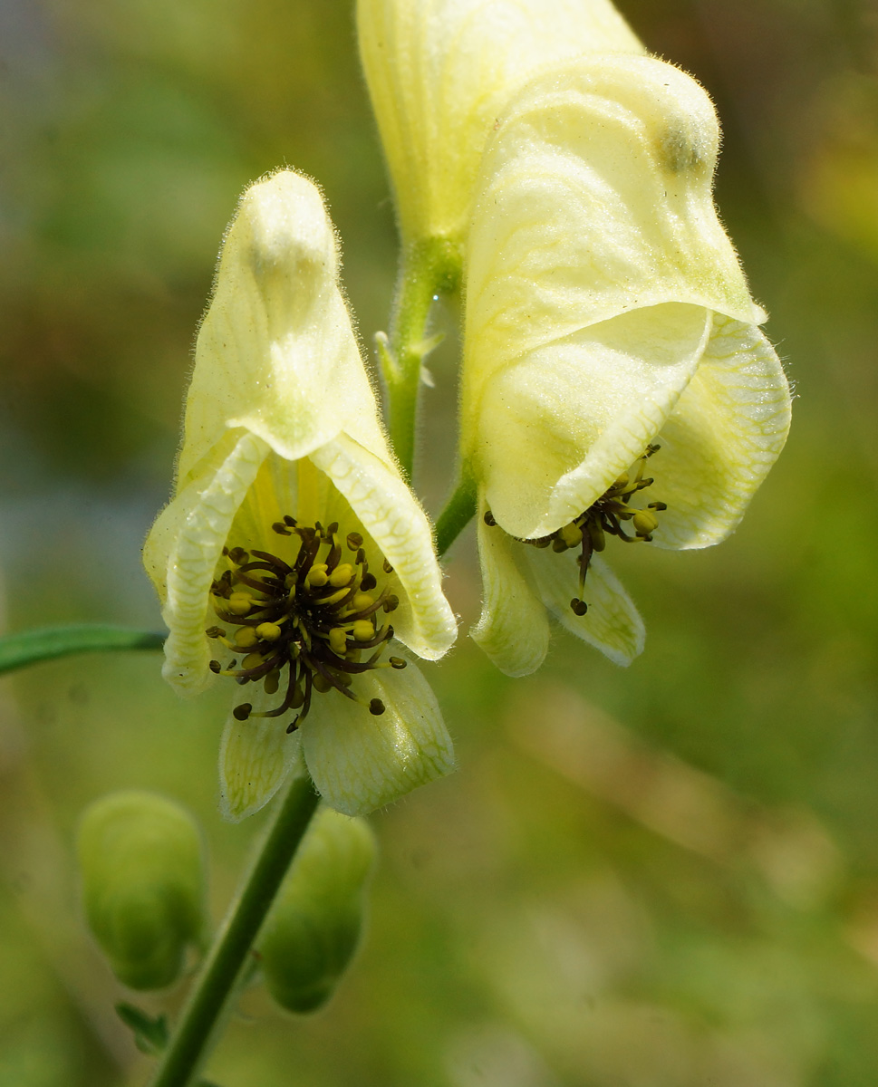 Изображение особи Aconitum anthoroideum.