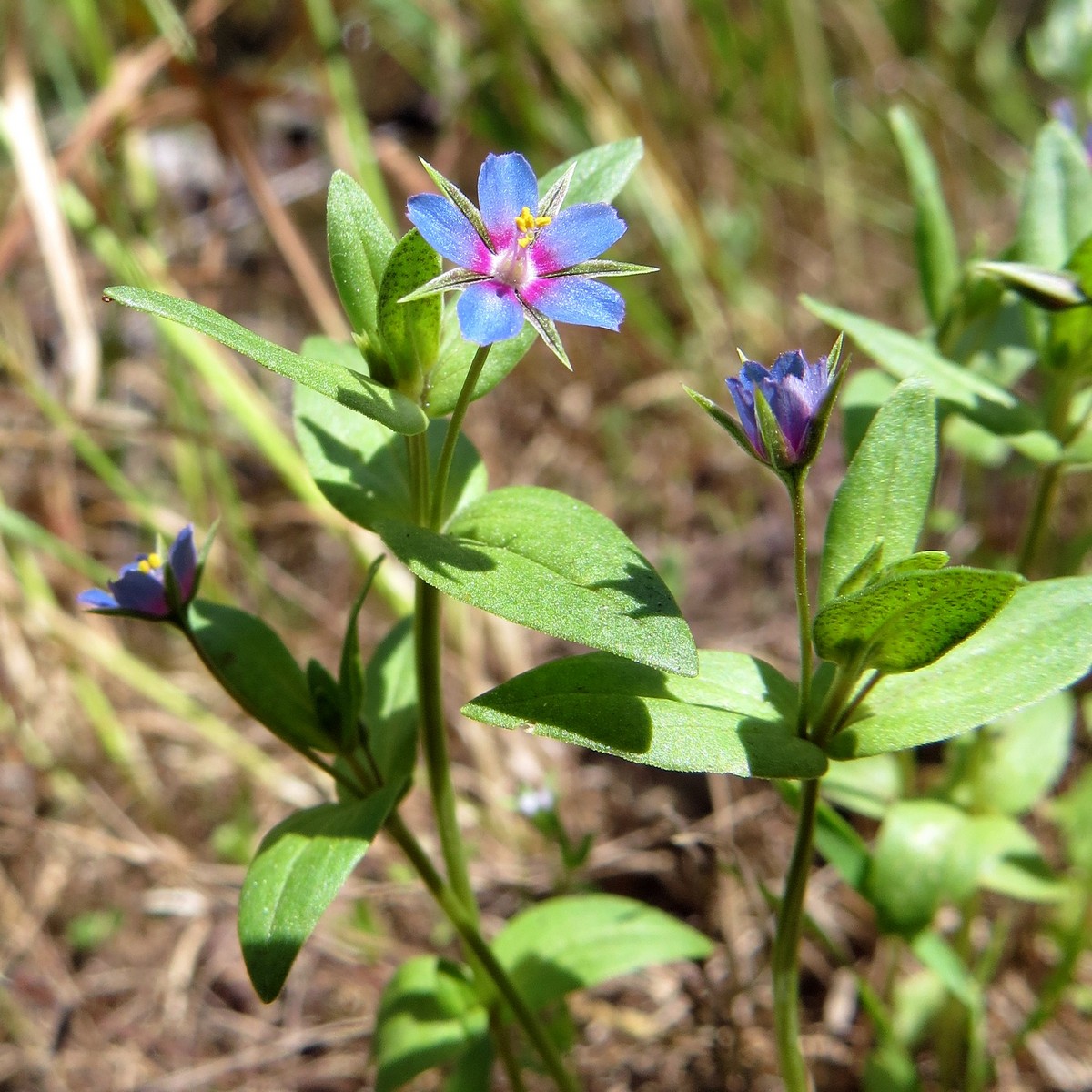 Изображение особи Anagallis foemina.