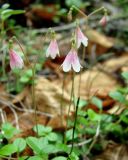 Linnaea borealis. Соцветия. Якутия, Мирнинский р-н, окр. пос. Светлый, тайга. 27.06.2009.