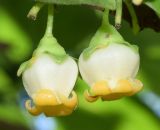 Diospyros kaki