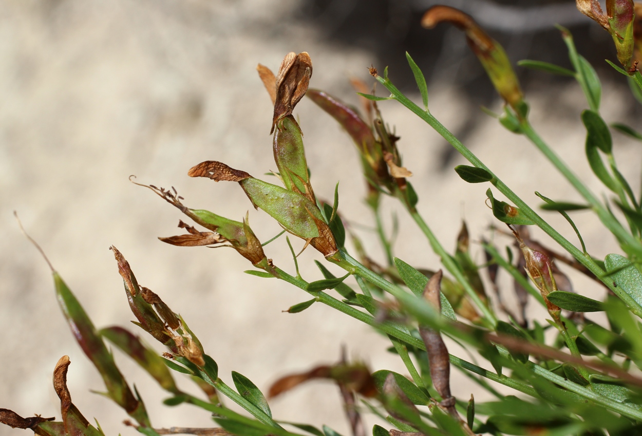 Image of Genista suanica specimen.