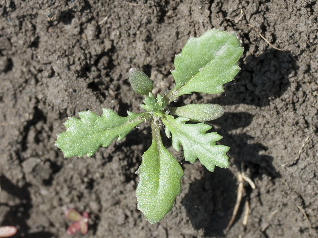 Image of Senecio vernalis specimen.