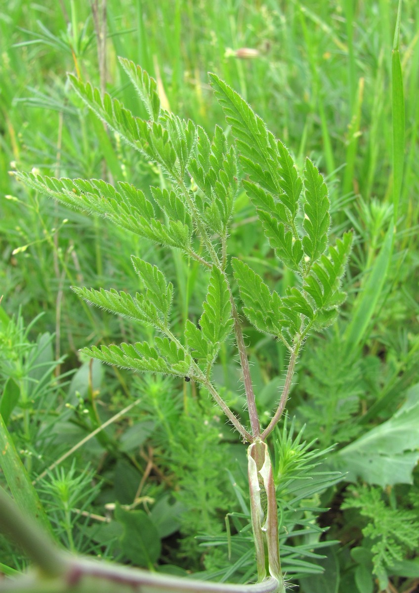 Image of Chaerophyllum bulbosum specimen.