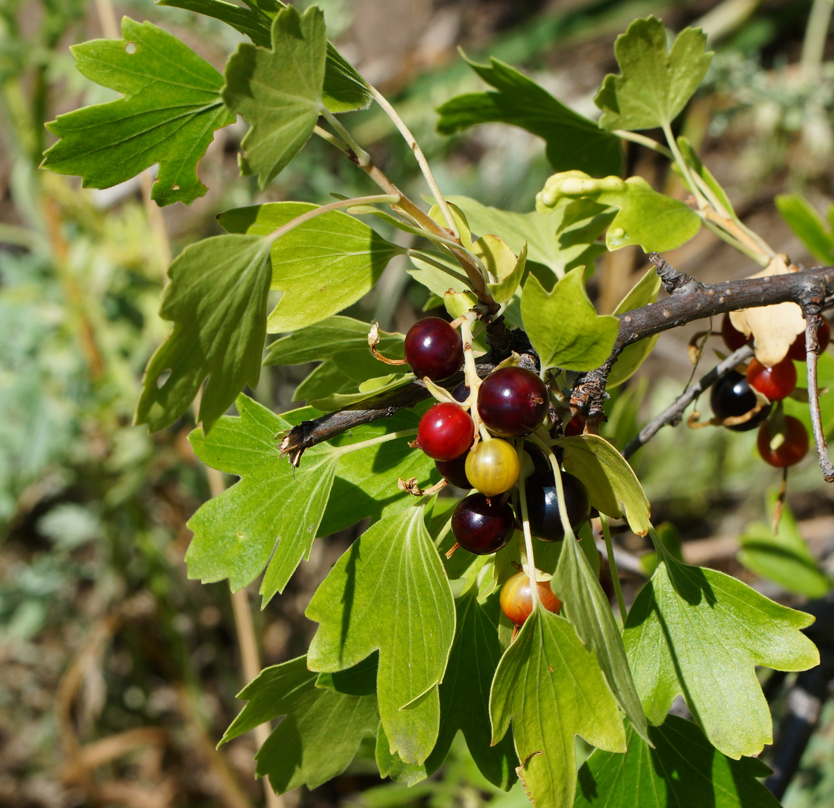 Image of Ribes aureum specimen.