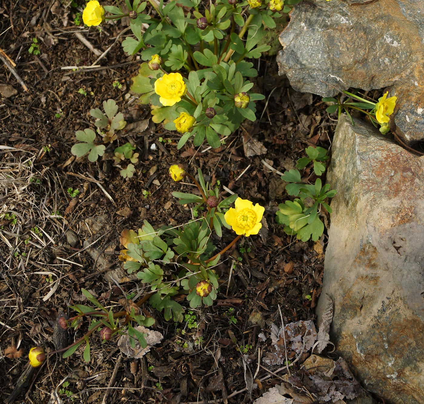 Изображение особи Ranunculus polyrhizos.