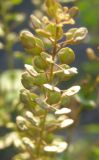 Lepidium perfoliatum