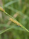 Carex hirta