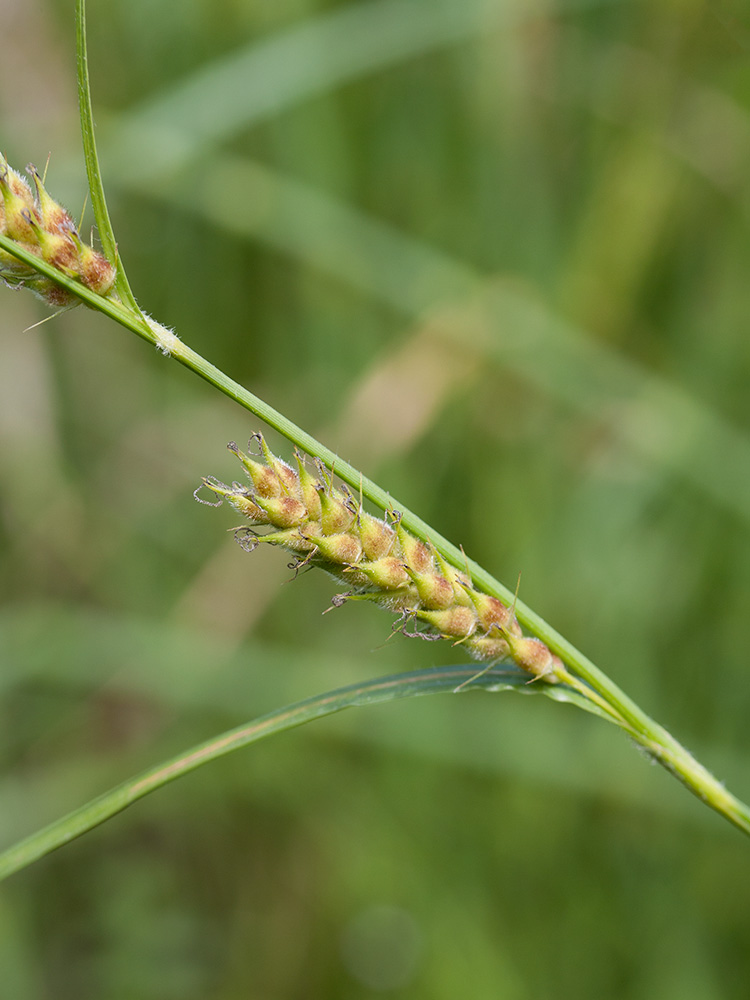 Изображение особи Carex hirta.