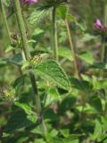 genus Clinopodium