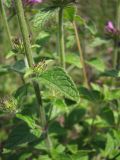 Clinopodium vulgare