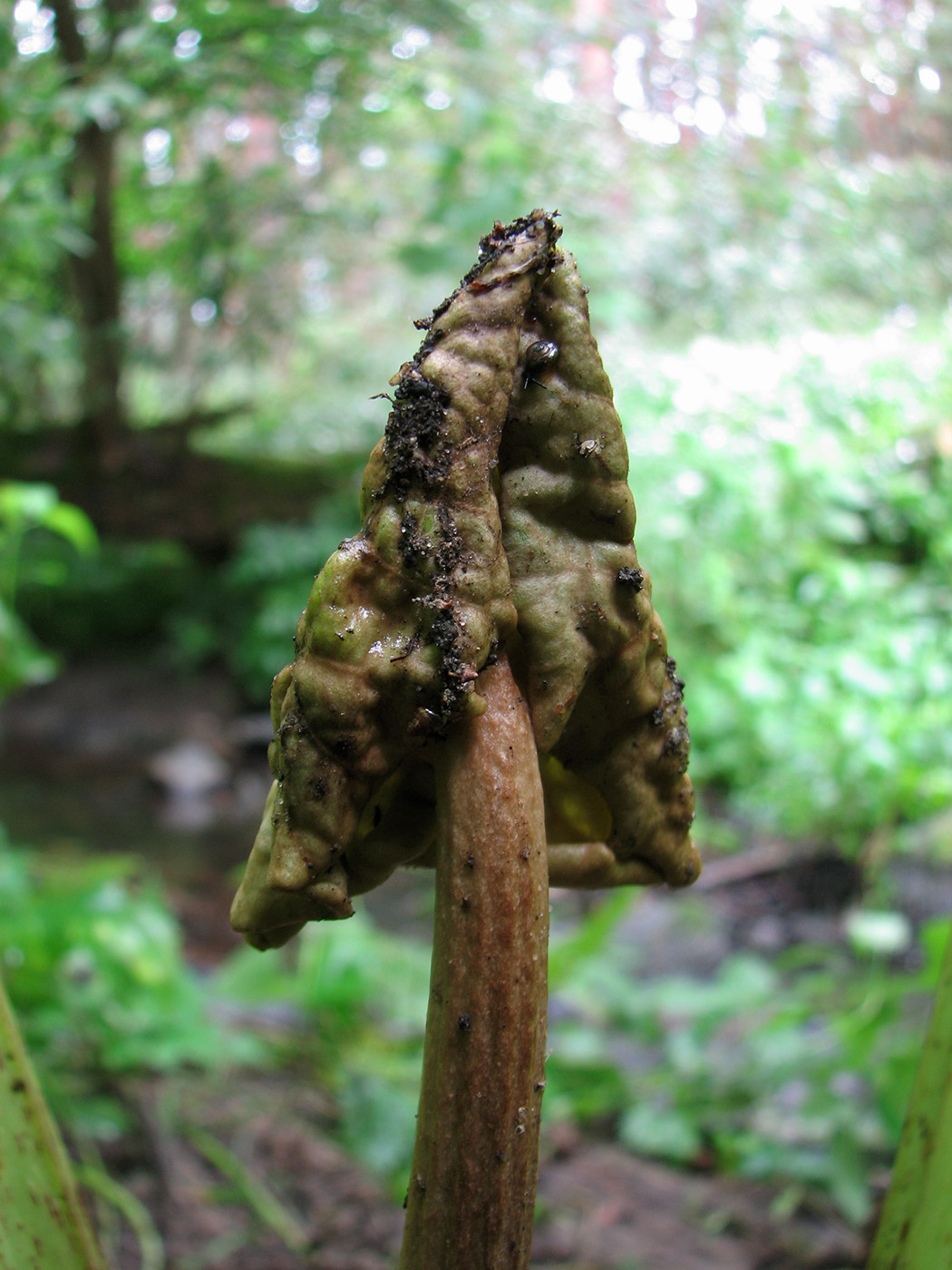 Image of Petasites hybridus specimen.