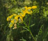 Tanacetum vulgare
