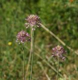 Allium pallasii