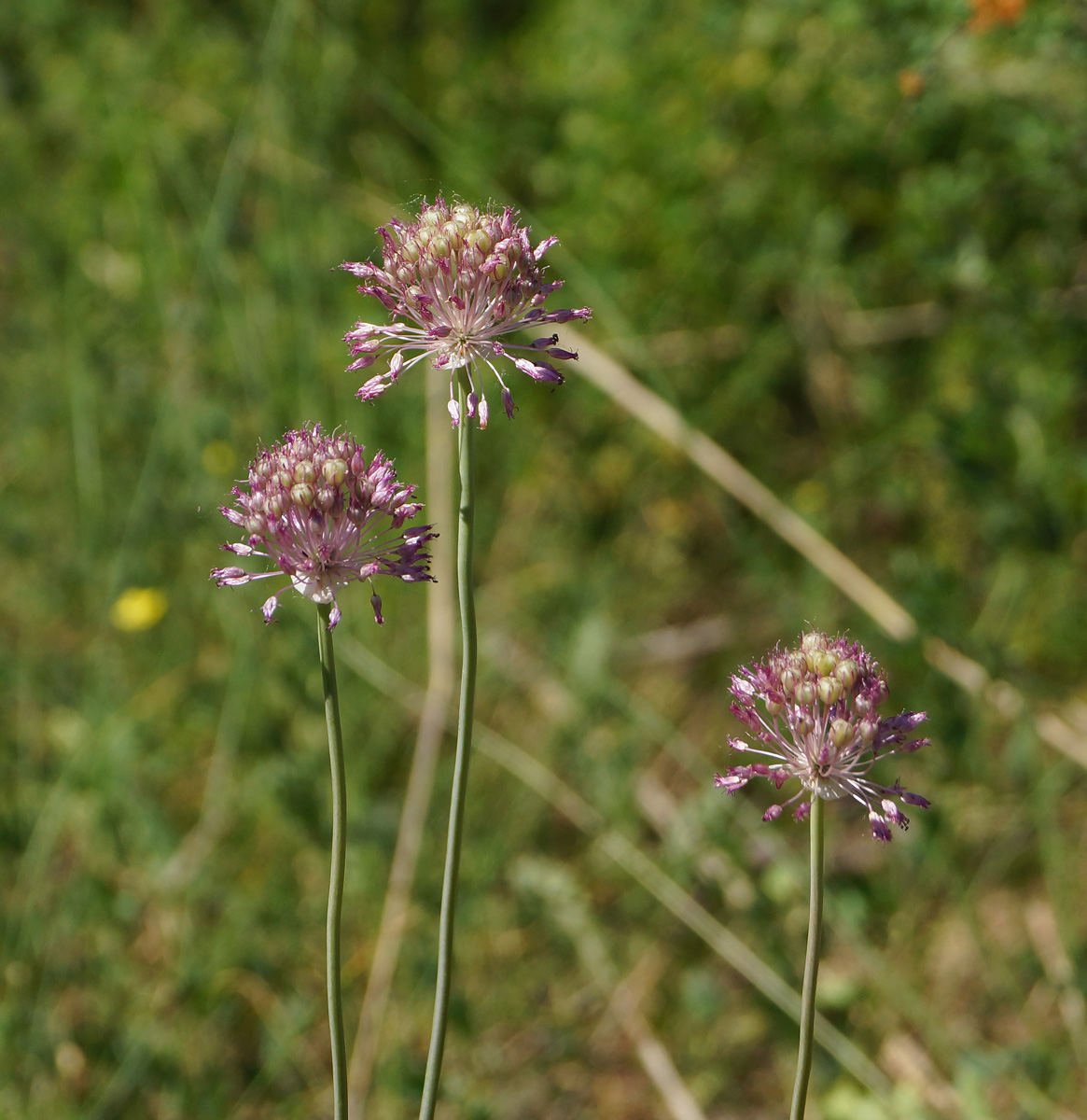 Изображение особи Allium pallasii.