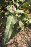 Persicaria amphibia