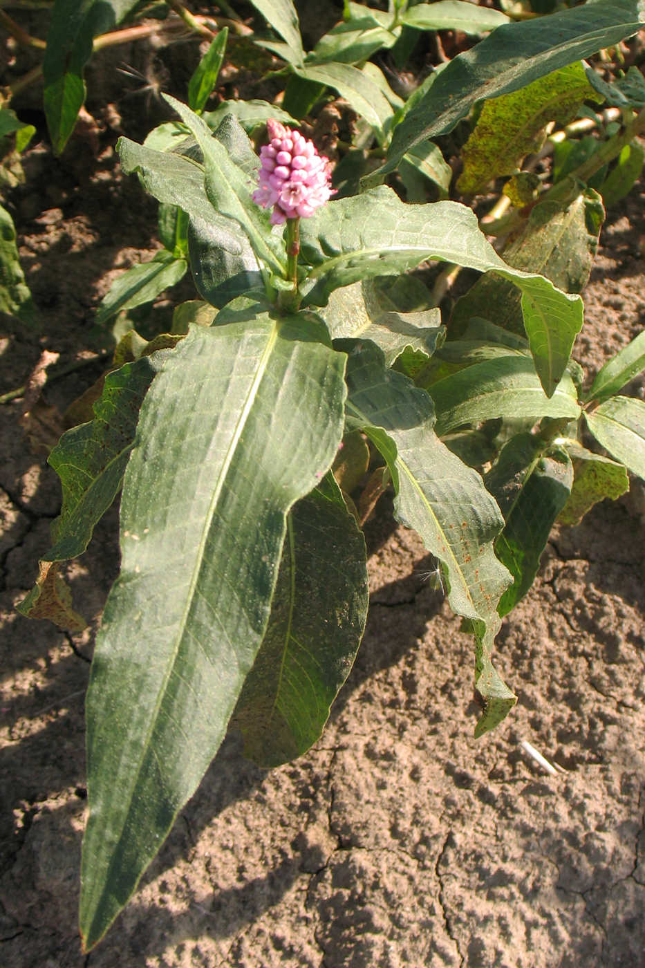 Image of Persicaria amphibia specimen.