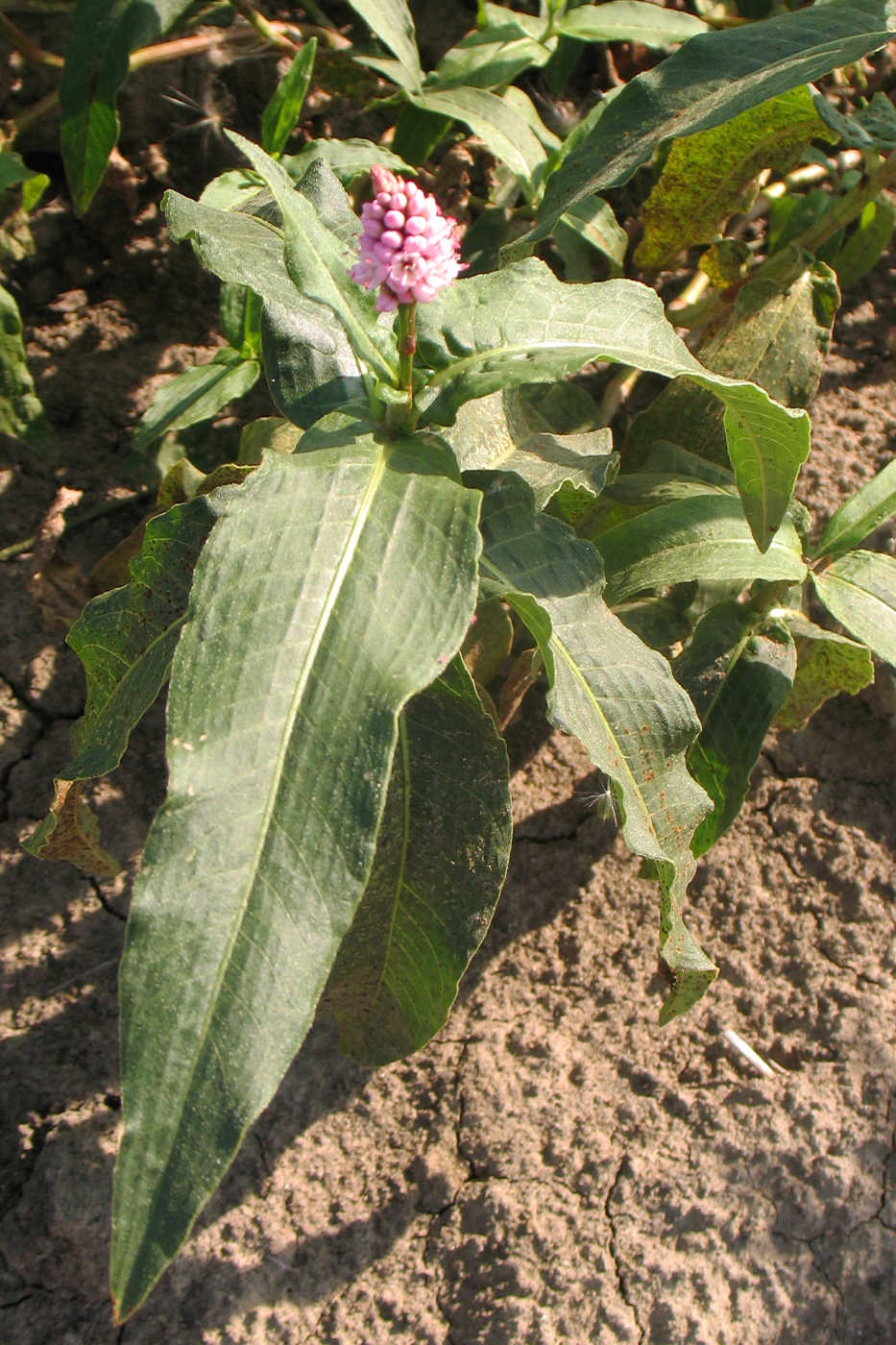 Image of Persicaria amphibia specimen.