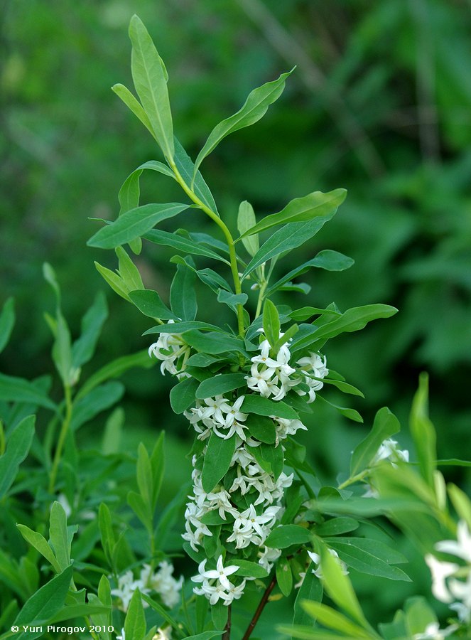 Image of Daphne sophia specimen.