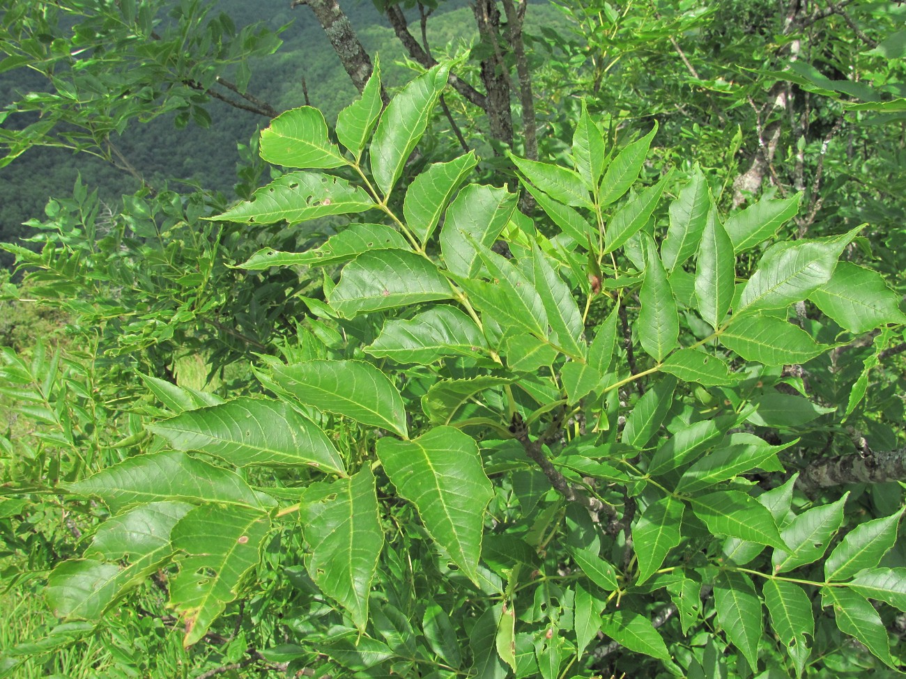 Image of Fraxinus excelsior specimen.