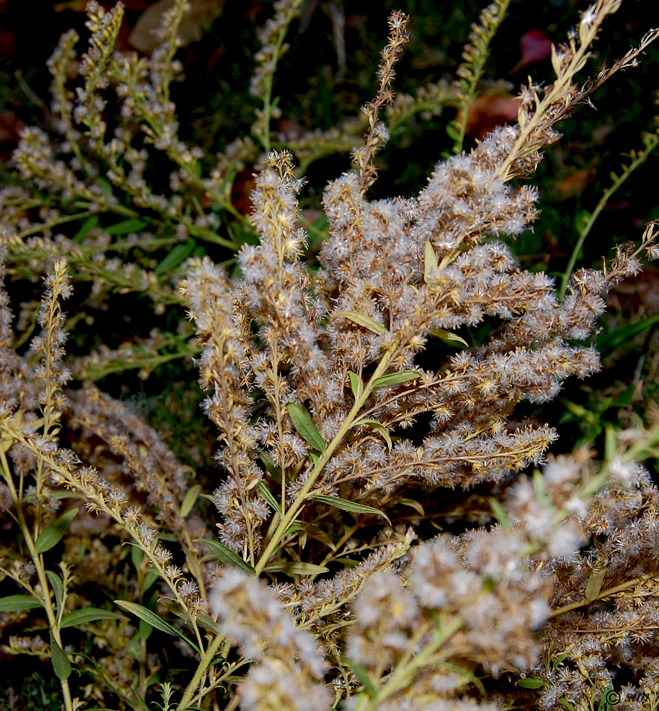 Image of Solidago canadensis specimen.