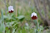 Fritillaria walujewii. Верхушки цветущих растений. Кыргызстан, Иссык-Кульская обл., Внутренний Тянь-Шань, хр. Терскей-Ала-Тоо, ущ. Барскаун, окр. водопада \"Слёзы барса\", ≈ 2600 м н.у.м., кустарниковый склон. 18.05.2018.