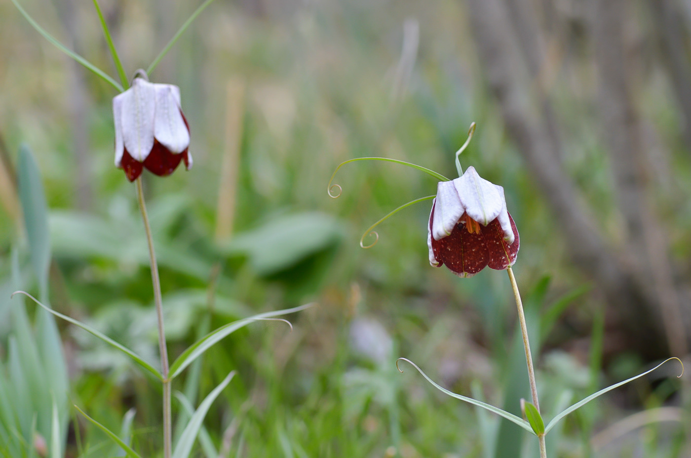 Image of Fritillaria walujewii specimen.