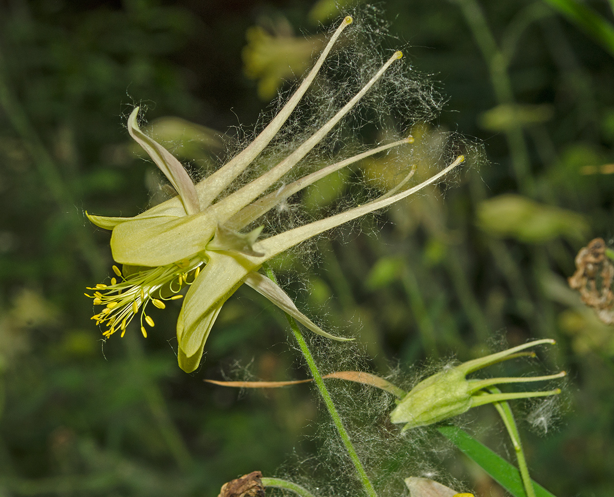 Изображение особи род Aquilegia.