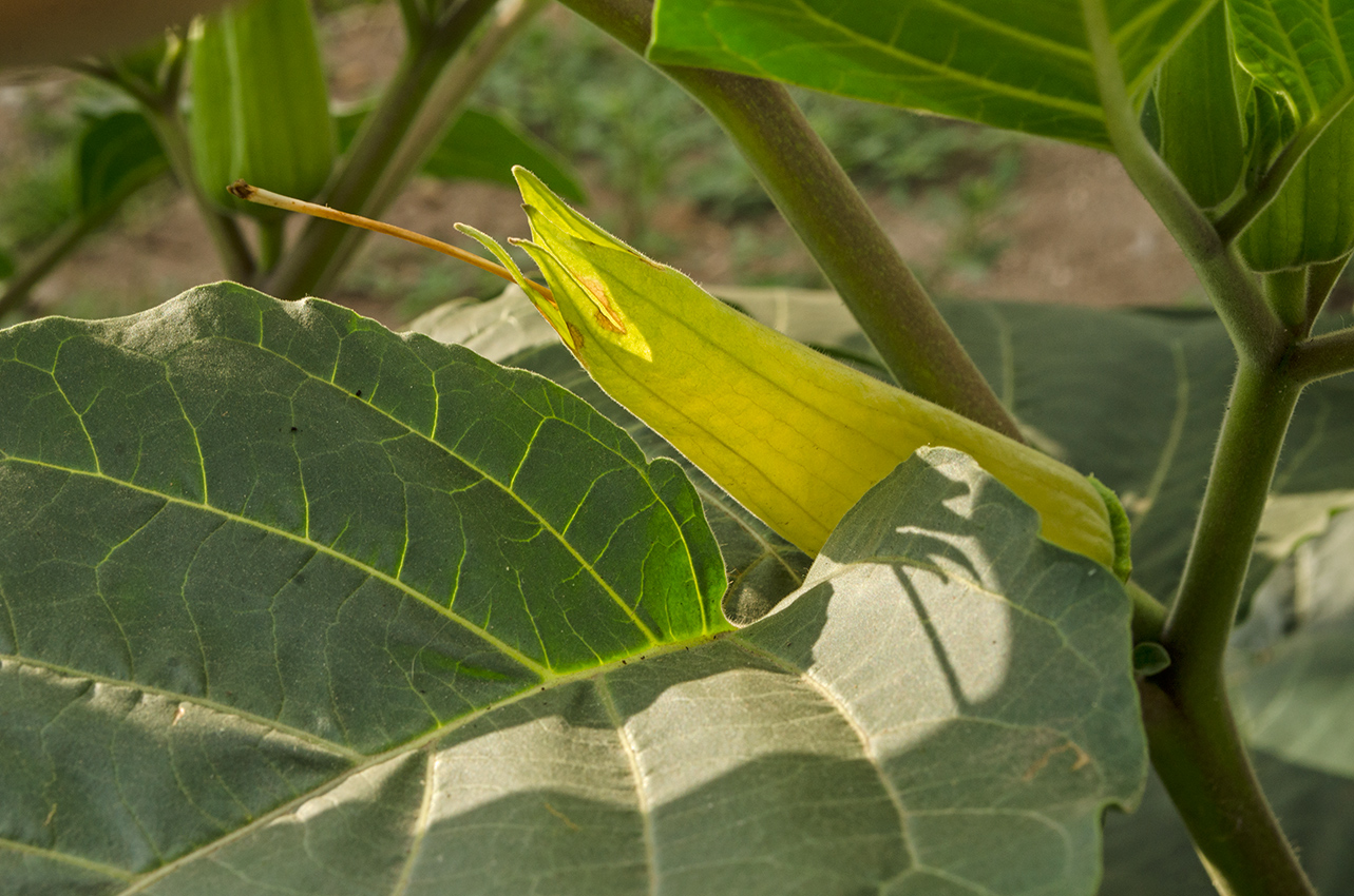 Image of Datura innoxia specimen.