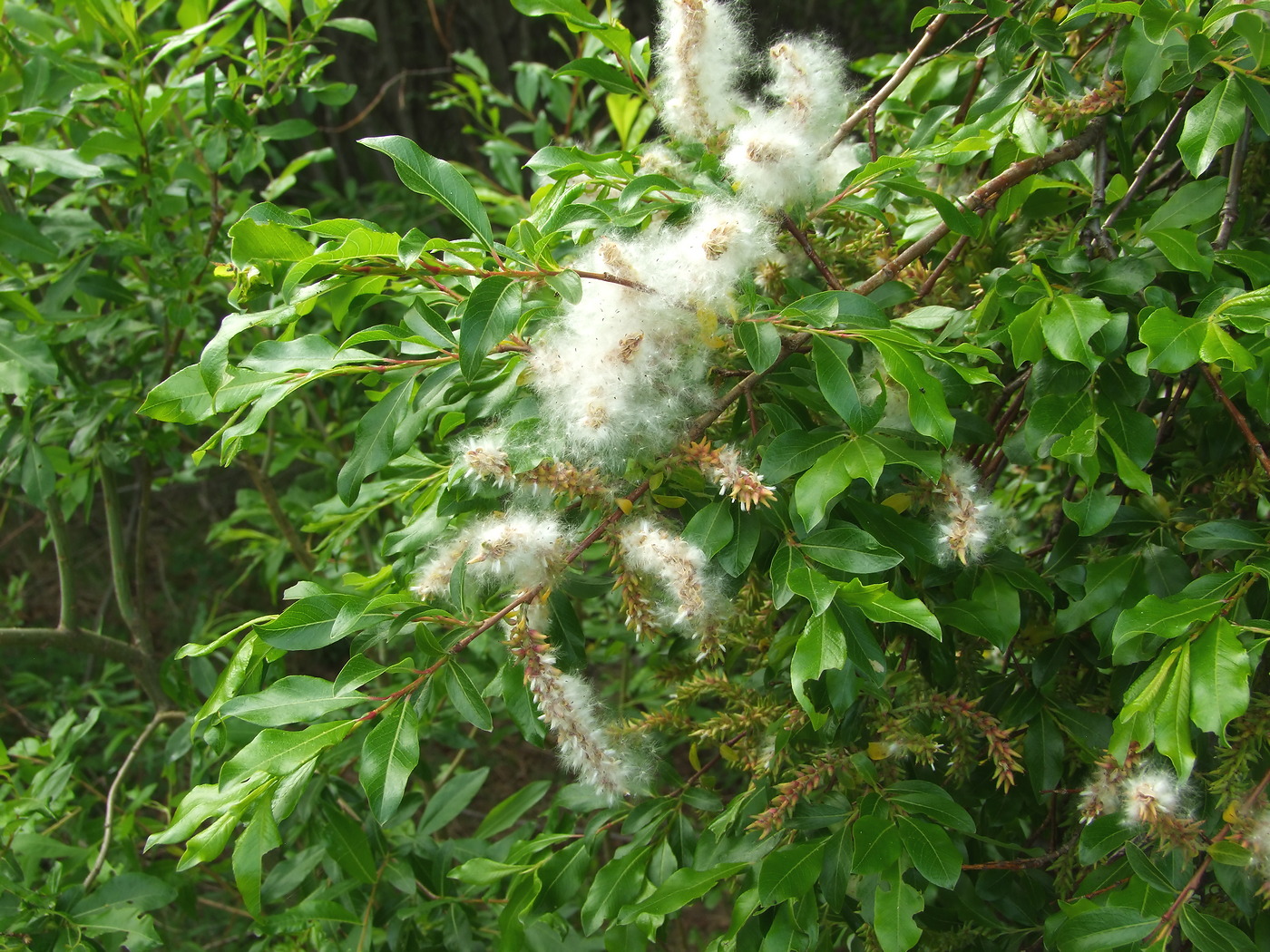 Изображение особи Salix udensis.