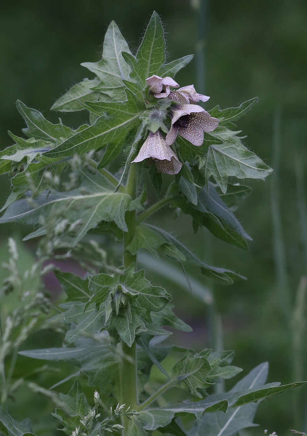 Изображение особи Hyoscyamus niger.