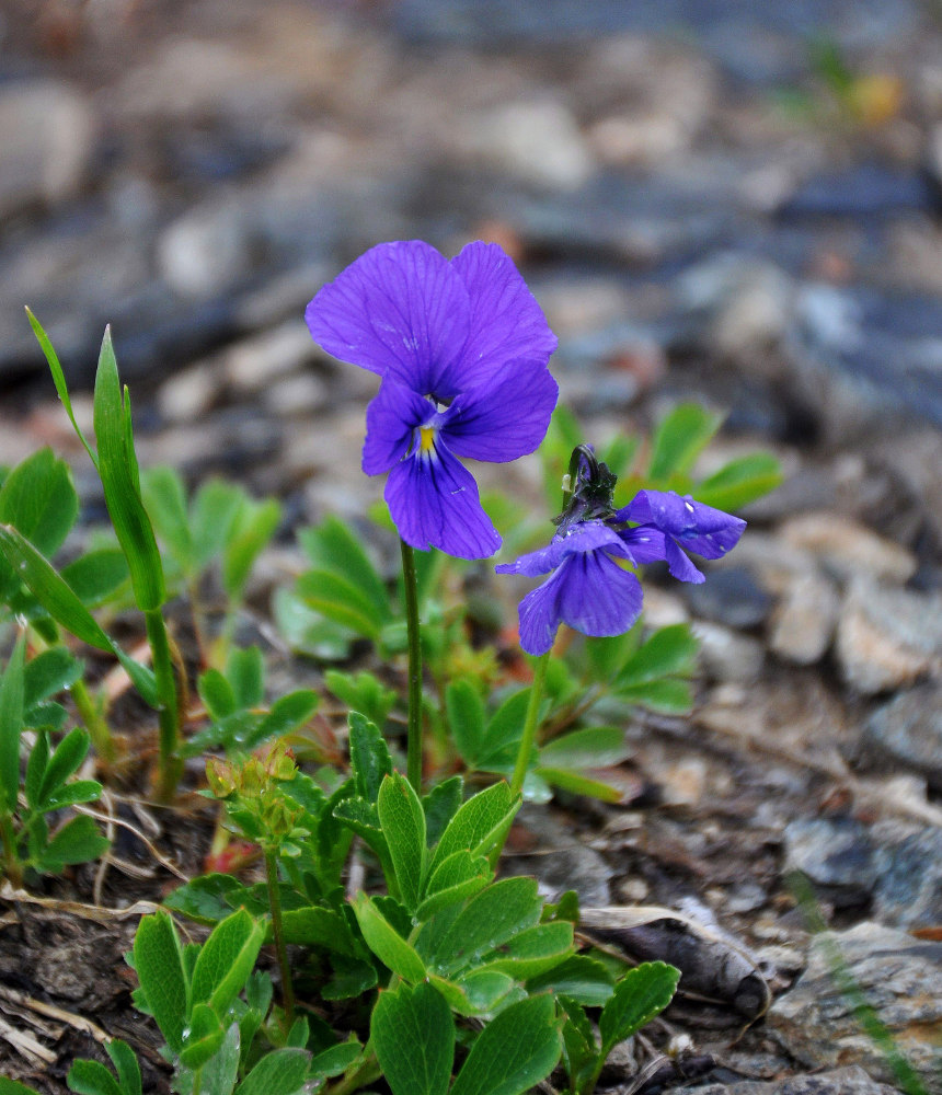 Изображение особи Viola altaica.