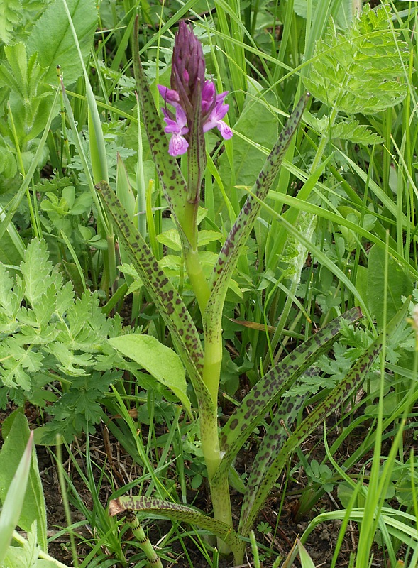 Изображение особи Dactylorhiza incarnata.