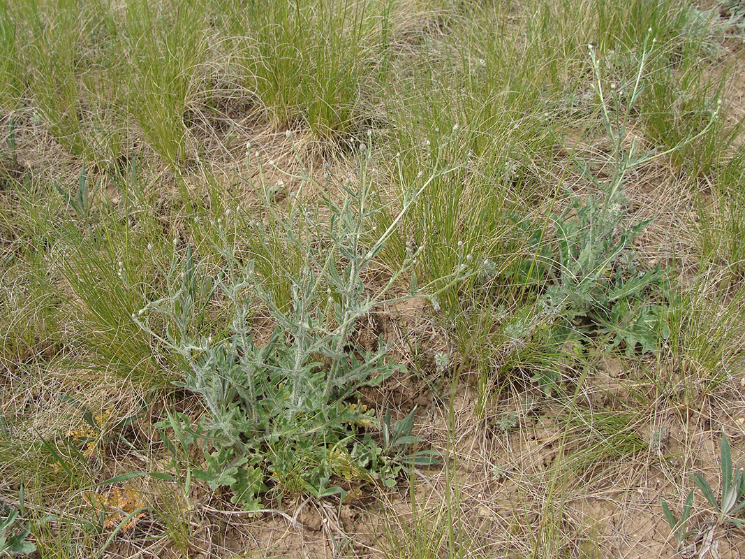 Image of Klasea erucifolia specimen.