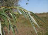 Salix babylonica