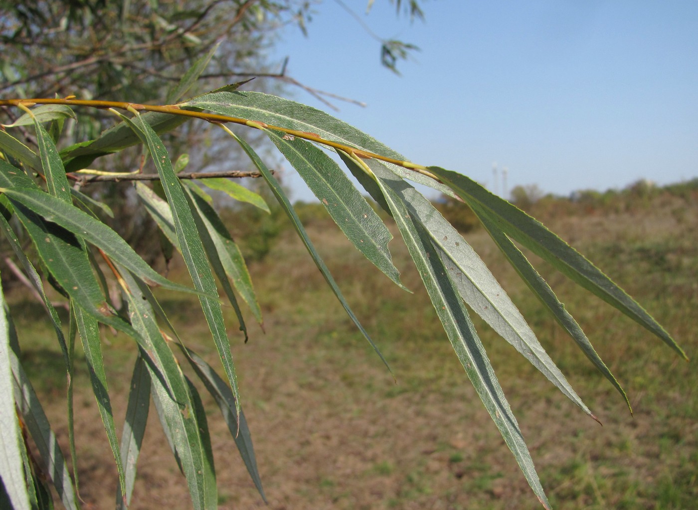 Image of Salix babylonica specimen.