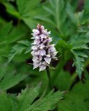 Dactylorhiza fuchsii. Соцветие. Красноярский край, Ермаковский р-н, природный парк \"Ергаки\", гора Птица, ≈ 1900 м н.у.м., субальпийский луг у верхней границы леса. 16.07.2018.