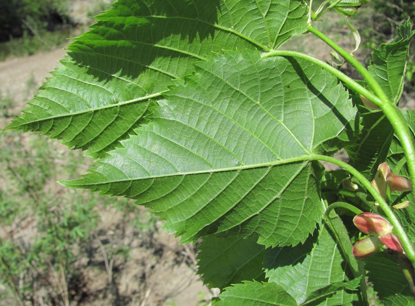 Image of Tilia begoniifolia specimen.