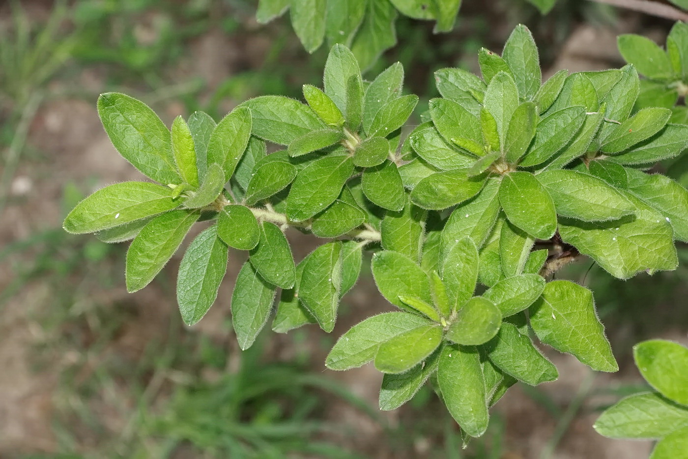 Image of Rhododendron simsii specimen.